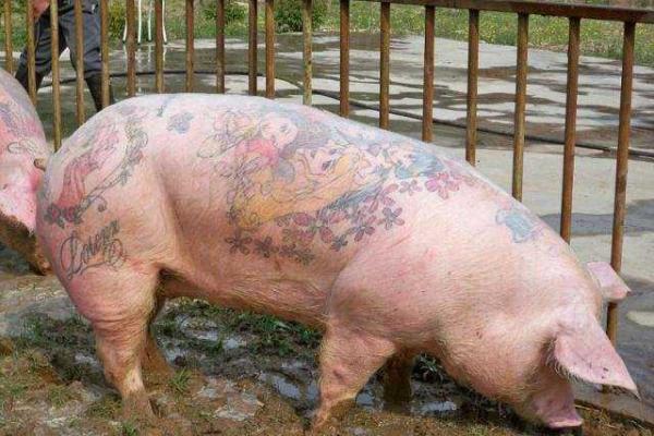 Для мастера тату из Бельгии моделями служат... свиньи