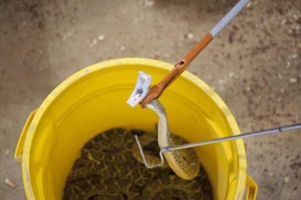 В штате Техас ежегодно проводят Фестиваль гремучих змей В штате Техас ежегодно проводят Фестиваль гремучих змей