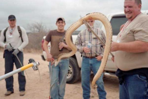 В штате Техас ежегодно проводят Фестиваль гремучих змей В штате Техас ежегодно проводят Фестиваль гремучих змей