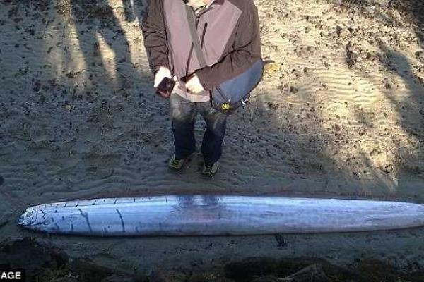 На берегу Новой Зеландии обнаружили сельдяного короля На берегу Новой Зеландии обнаружили сельдяного короля