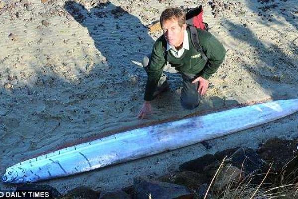 На берегу Новой Зеландии обнаружили сельдяного короля На берегу Новой Зеландии обнаружили сельдяного короля