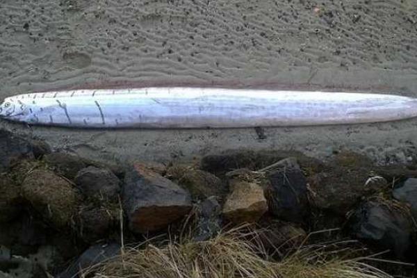 На берегу Новой Зеландии обнаружили сельдяного короля На берегу Новой Зеландии обнаружили сельдяного короля