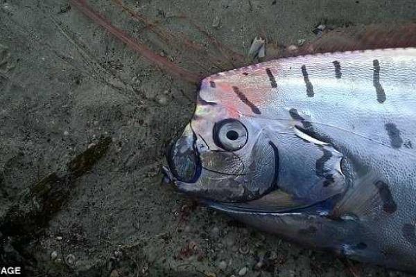 На берегу Новой Зеландии обнаружили сельдяного короля На берегу Новой Зеландии обнаружили сельдяного короля
