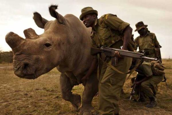 Единственного в мире самца белого носорога охраняют вооруженные до зубов африканские рейнджеры
