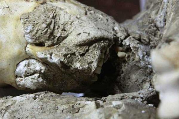 Археологи обнаружили тела жителей Помпеи под окаменевшей лавой Везувия 