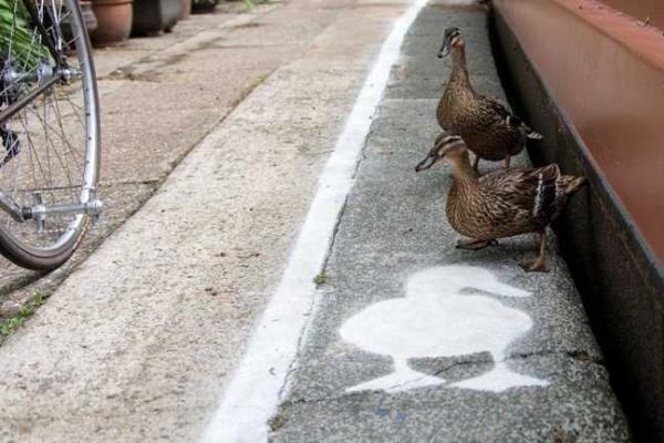 В Британии для диких уток создали специальные тропинки В Британии для диких уток создали специальные тропинки