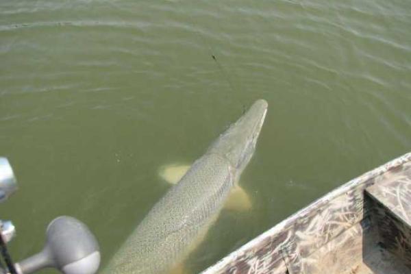 Удивительная рыба - аллигаторова щука водится в реке Миссисипи Удивительная рыба - аллигаторова щука водится в реке Миссисипи