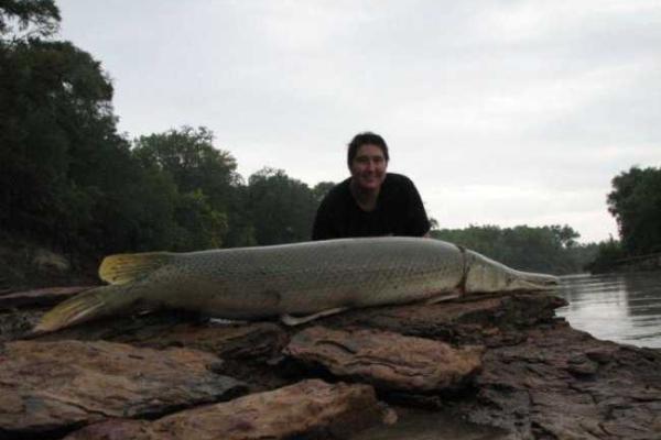 Удивительная рыба - аллигаторова щука водится в реке Миссисипи Удивительная рыба - аллигаторова щука водится в реке Миссисипи