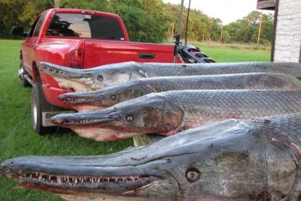 Удивительная рыба - аллигаторова щука водится в реке Миссисипи Удивительная рыба - аллигаторова щука водится в реке Миссисипи