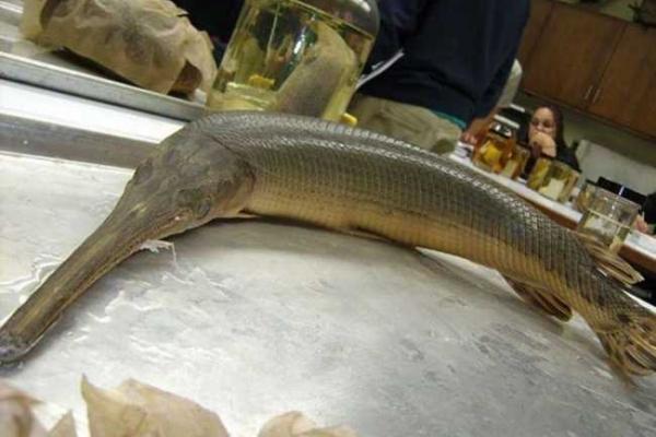 Удивительная рыба - аллигаторова щука водится в реке Миссисипи Удивительная рыба - аллигаторова щука водится в реке Миссисипи