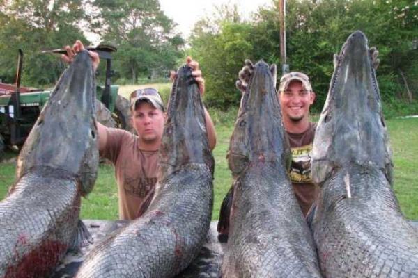 Удивительная рыба - аллигаторова щука водится в реке Миссисипи Удивительная рыба - аллигаторова щука водится в реке Миссисипи