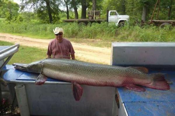 Удивительная рыба - аллигаторова щука водится в реке Миссисипи Удивительная рыба - аллигаторова щука водится в реке Миссисипи
