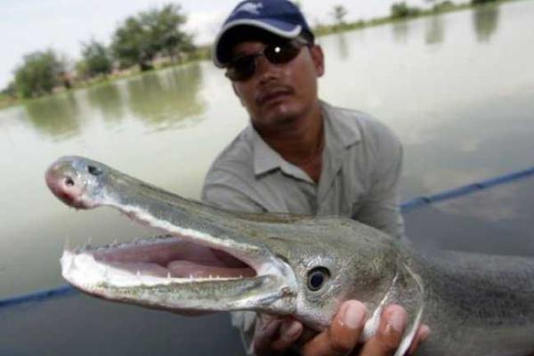 Удивительная рыба - аллигаторова щука водится в реке Миссисипи Удивительная рыба - аллигаторова щука водится в реке Миссисипи