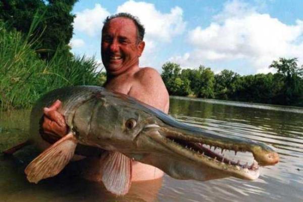 Удивительная рыба - аллигаторова щука водится в реке Миссисипи Удивительная рыба - аллигаторова щука водится в реке Миссисипи