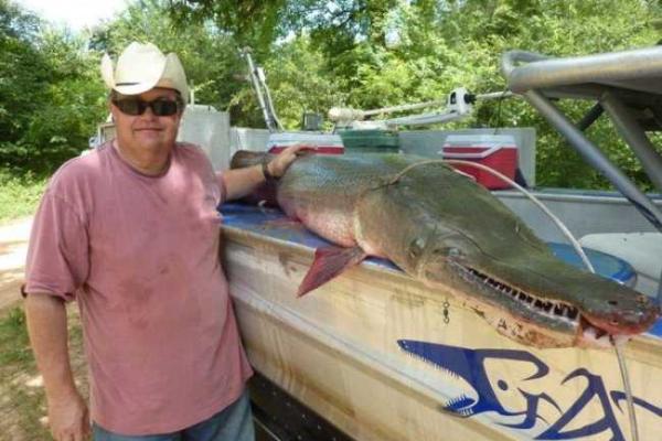 Удивительная рыба - аллигаторова щука водится в реке Миссисипи Удивительная рыба - аллигаторова щука водится в реке Миссисипи