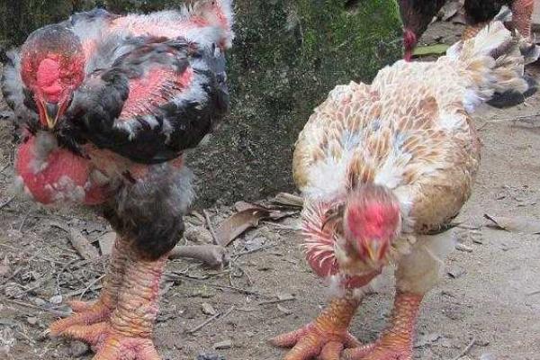 Для зажиточных гурманов во Вьетнаме выращивают кур-мутантов Для зажиточных гурманов во Вьетнаме выращивают кур-мутантов