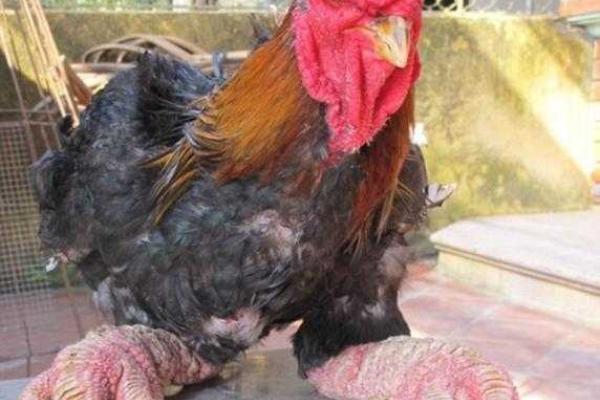 Для зажиточных гурманов во Вьетнаме выращивают кур-мутантов Для зажиточных гурманов во Вьетнаме выращивают кур-мутантов