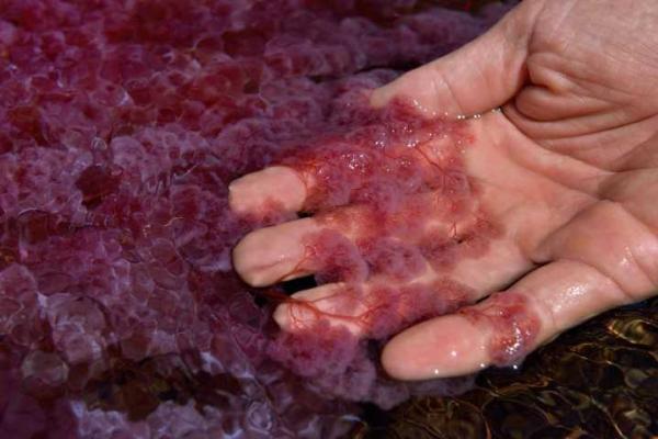 Самая красивая река в мире расположена в Колумбии