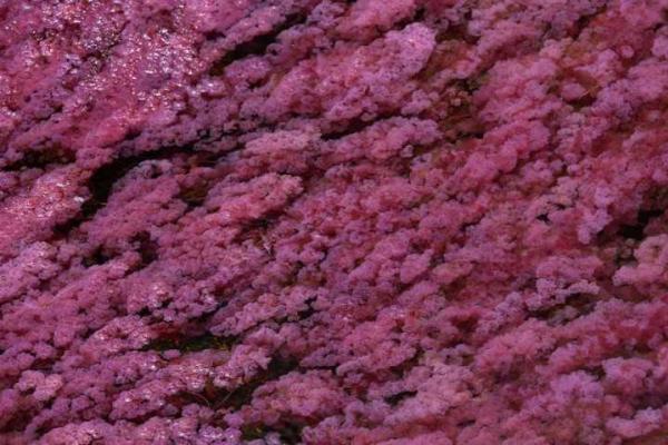 Самая красивая река в мире расположена в Колумбии