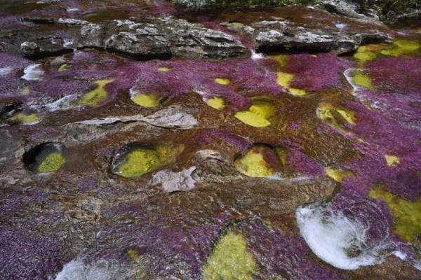 Самая красивая река в мире расположена в Колумбии