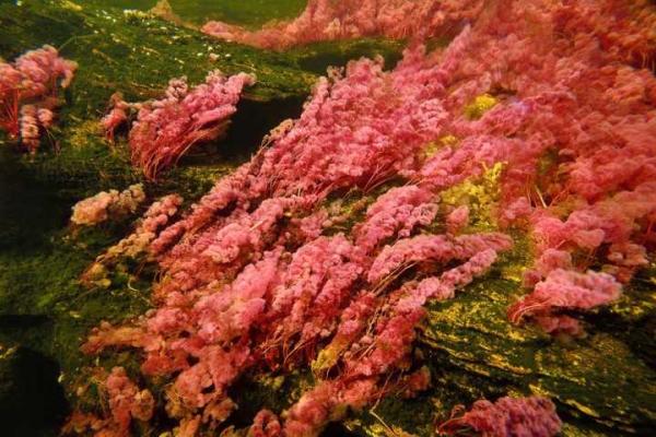 Самая красивая река в мире расположена в Колумбии