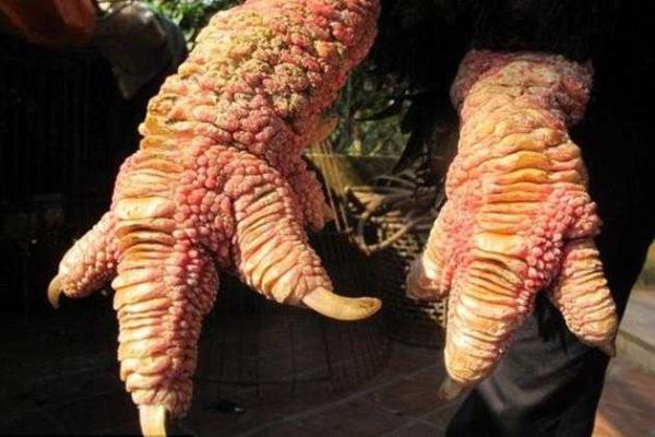 Для зажиточных гурманов во Вьетнаме выращивают кур-мутантов Для зажиточных гурманов во Вьетнаме выращивают кур-мутантов