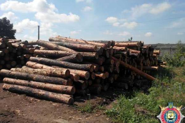 На Донетчине правоохранители ведут расследование фактов незаконной вырубки леса