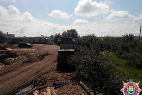 На Донетчине правоохранители ведут расследование фактов незаконной вырубки леса