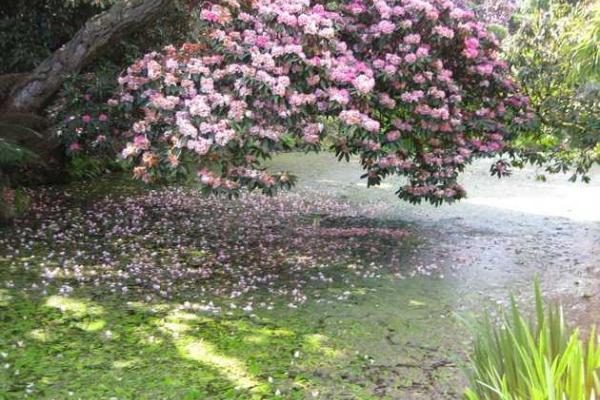 Затерянные сады Хэлиган: известнейший парк Великобритании