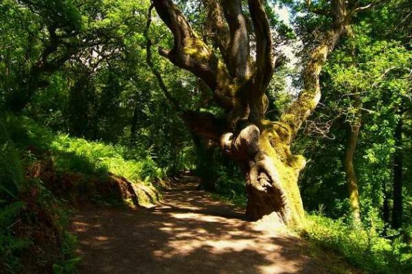 Затерянные сады Хэлиган: известнейший парк Великобритании