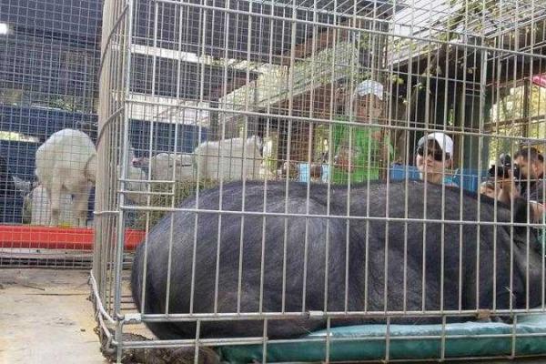 Неожиданный сюрприз "с душком" для генпрокурора Шокина