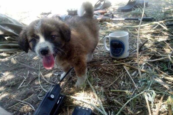 Фотоальбом: В зоне АТО с украинскими бойцами живут и "воюют" четвероногие друзья