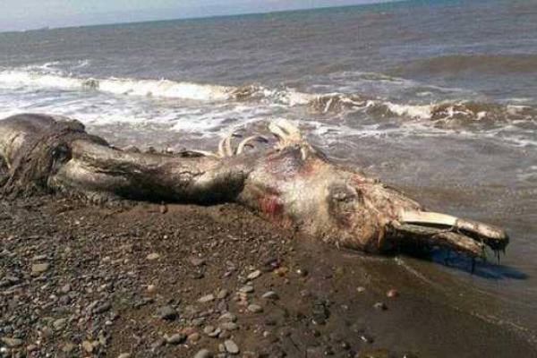 Останки неизвестного науке животного обнаружены на побережье Шахтерска 