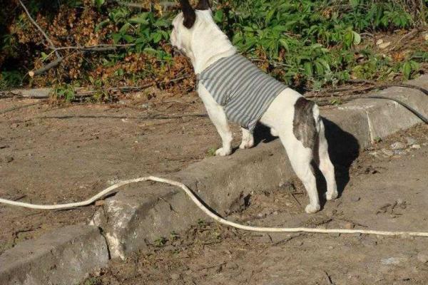 Фотоальбом: В зоне АТО с украинскими бойцами живут и "воюют" четвероногие друзья