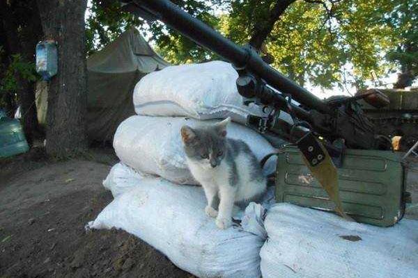 Фотоальбом: В зоне АТО с украинскими бойцами живут и "воюют" четвероногие друзья