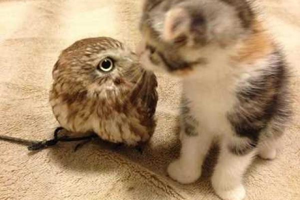 Трогательная дружба мудрой совы и глупого котенка - видео