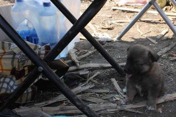 Фотоальбом: В зоне АТО с украинскими бойцами живут и "воюют" четвероногие друзья