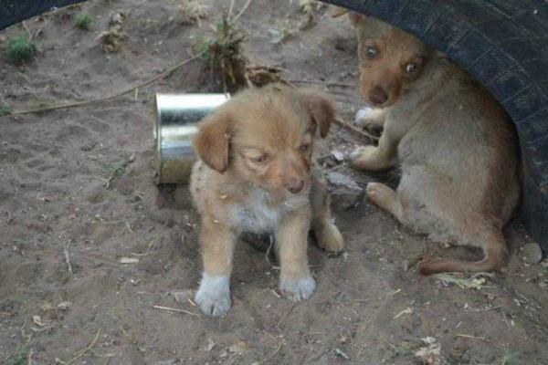 Фотоальбом: В зоне АТО с украинскими бойцами живут и "воюют" четвероногие друзья