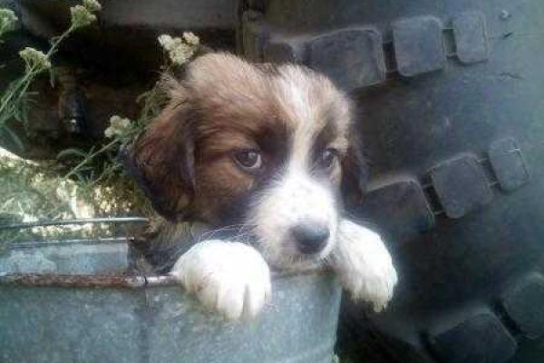 Фотоальбом: В зоне АТО с украинскими бойцами живут и "воюют" четвероногие друзья