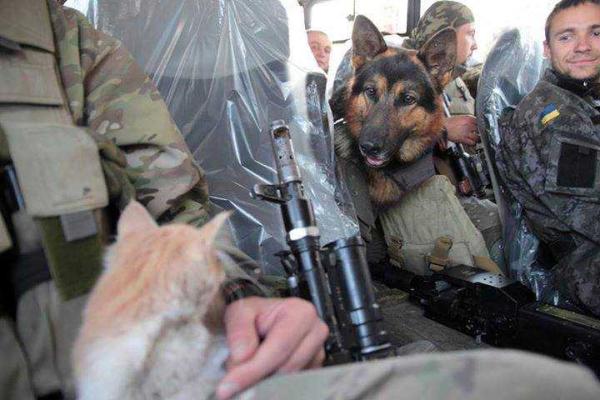Фотоальбом: В зоне АТО с украинскими бойцами живут и "воюют" четвероногие друзья