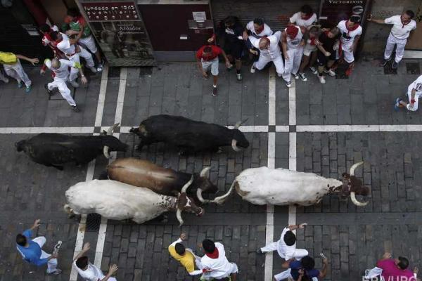 Фоторепортаж: забег с быками на фестивале в Испании Фоторепортаж: забег с быками на фестивале в Испании