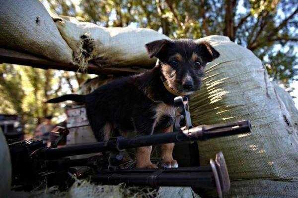 Фотоальбом: В зоне АТО с украинскими бойцами живут и "воюют" четвероногие друзья