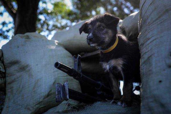 Фотоальбом: В зоне АТО с украинскими бойцами живут и "воюют" четвероногие друзья