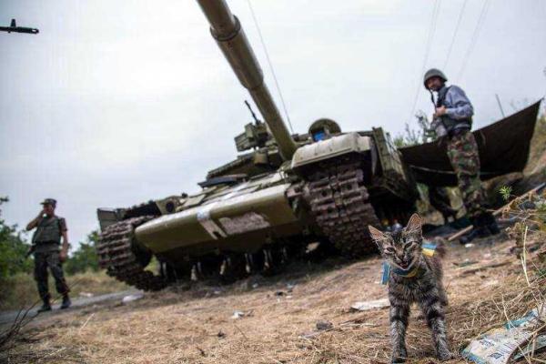 Фотоальбом: В зоне АТО с украинскими бойцами живут и "воюют" четвероногие друзья