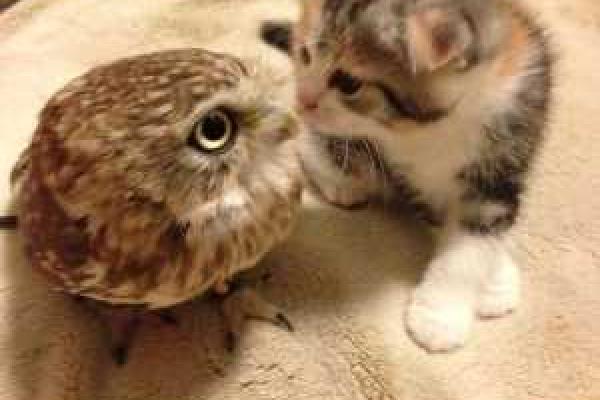 Трогательная дружба мудрой совы и глупого котенка - видео