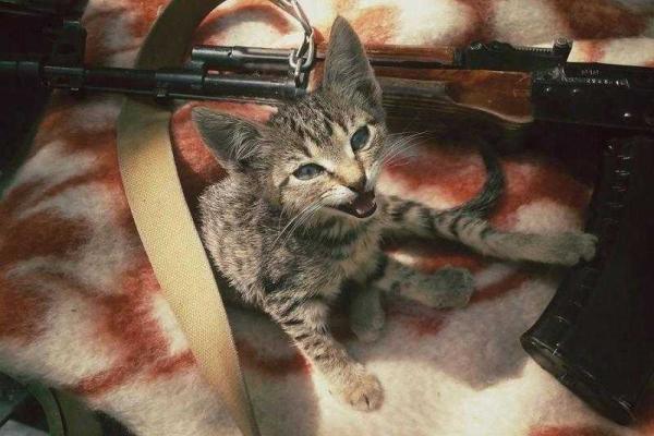 Фотоальбом: В зоне АТО с украинскими бойцами живут и "воюют" четвероногие друзья