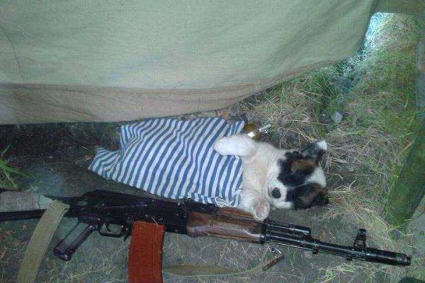 Фотоальбом: В зоне АТО с украинскими бойцами живут и "воюют" четвероногие друзья