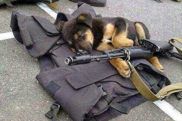 Фотоальбом: В зоне АТО с украинскими бойцами живут и "воюют" четвероногие друзья