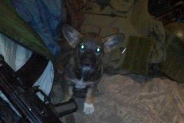 Фотоальбом: В зоне АТО с украинскими бойцами живут и "воюют" четвероногие друзья