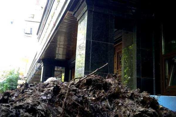 Неожиданный сюрприз "с душком" для генпрокурора Шокина